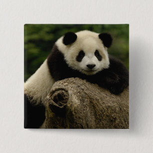Giant panda baby Ailuropoda melanoleuca) 15 Cm Square Badge