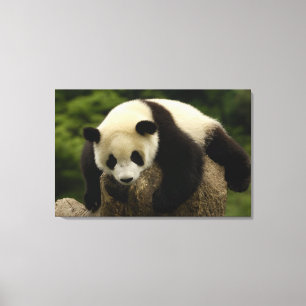 Giant panda baby (Ailuropoda melanoleuca) Canvas Print