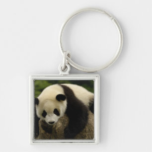 Giant panda baby (Ailuropoda melanoleuca) Key Ring