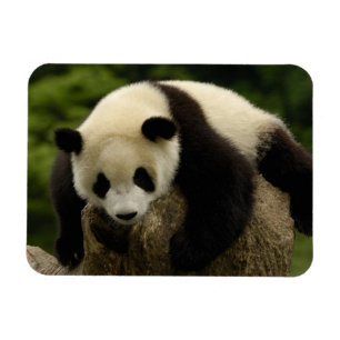 Giant panda baby (Ailuropoda melanoleuca) Magnet