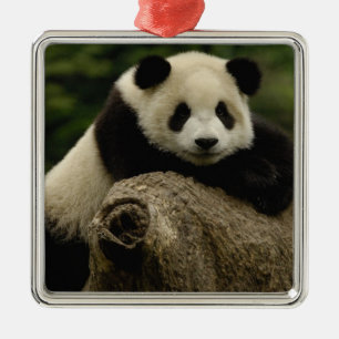 Giant panda baby Ailuropoda melanoleuca) Metal Tree Decoration