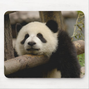 Giant panda baby Ailuropoda melanoleuca) Mouse Pad