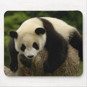 Giant panda baby (Ailuropoda melanoleuca) Mouse Pad