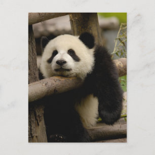 Giant panda baby Ailuropoda melanoleuca) Postcard