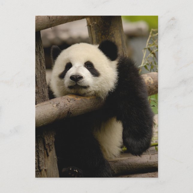 Giant panda baby Ailuropoda melanoleuca) Postcard (Front)