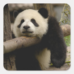 Giant panda baby Ailuropoda melanoleuca) Square Sticker
