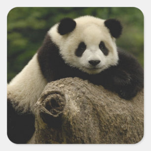 Giant panda baby Ailuropoda melanoleuca) Square Sticker