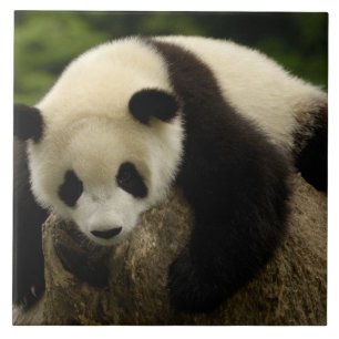 Giant panda baby (Ailuropoda melanoleuca) Tile