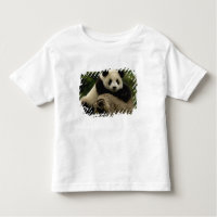 Giant panda baby Ailuropoda melanoleuca)