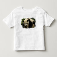 Giant panda baby (Ailuropoda melanoleuca)