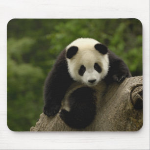 Giant panda baby mouse pad