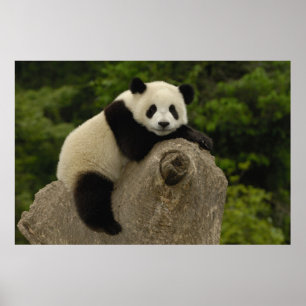 Giant panda baby poster