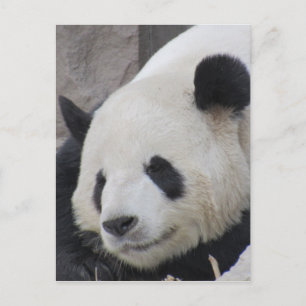giant panda bear postcard
