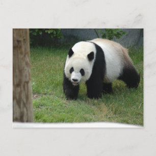 Giant Panda Bear Postcard