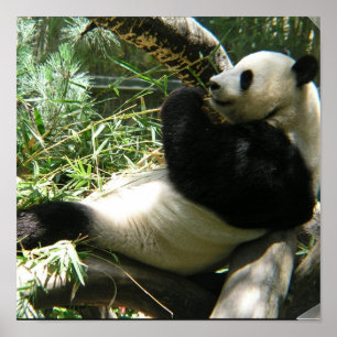 Giant Panda Bear Poster