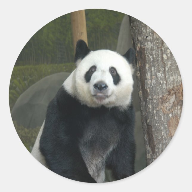 Giant Panda Bear Stickers (Front)