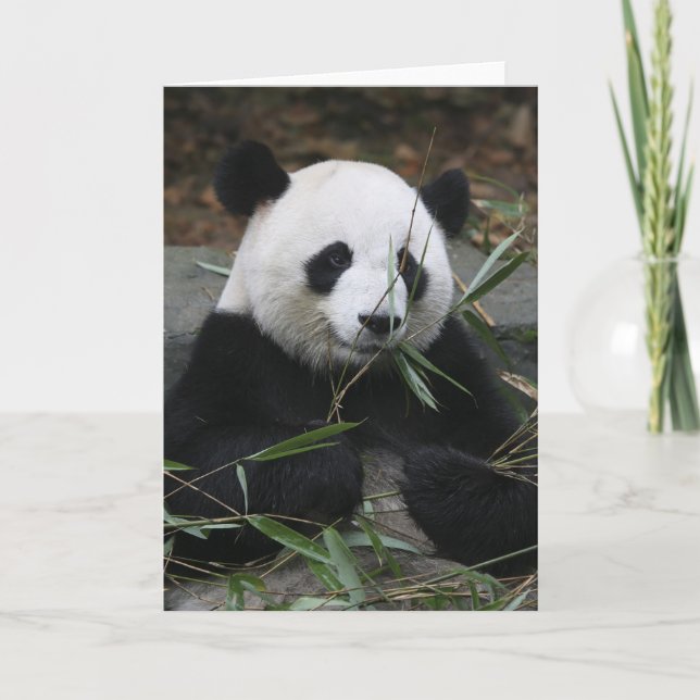 Giant panda card (Front)