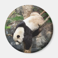 Giant Panda Climbing Down Tree
