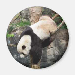 Giant Panda Climbing Down Tree Magnet