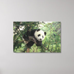 Giant Panda cub climbs a tree, Wolong Valley, Canvas Print