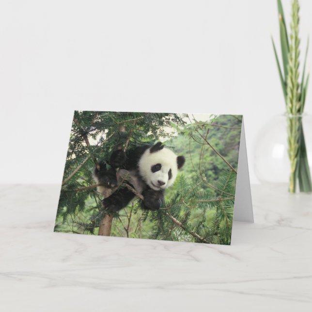 Giant Panda cub climbs a tree, Wolong Valley, Card (Front)