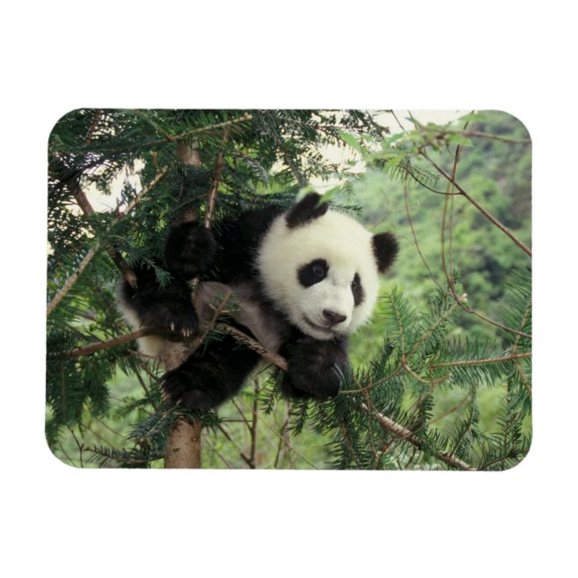 Giant Panda cub climbs a tree, Wolong Valley, Magnet (Horizontal)