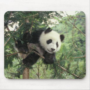 Giant Panda cub climbs a tree, Wolong Valley, Mouse Pad