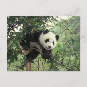 Giant Panda cub climbs a tree, Wolong Valley, Postcard