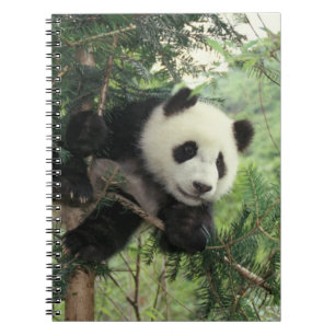 Giant Panda cub climbs a tree, Wolong Valley, Spiral Notebook