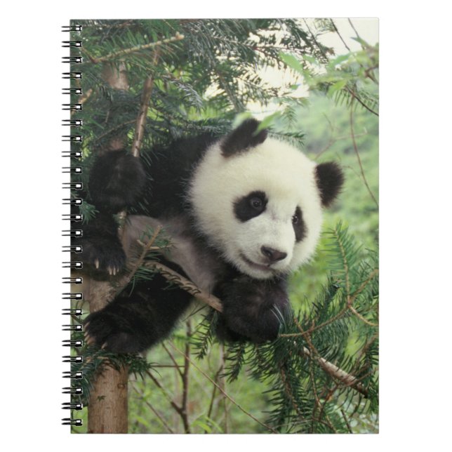 Giant Panda cub climbs a tree, Wolong Valley, Spiral Notebook (Front)