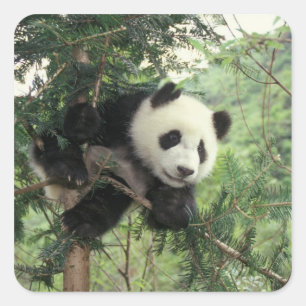 Giant Panda cub climbs a tree, Wolong Valley, Square Sticker