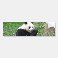 Giant Panda Eating Bamboo