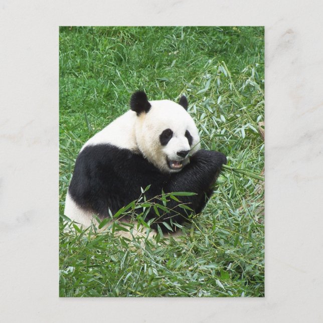 Giant Panda Eating Bamboo Postcard (Front)