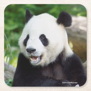 Giant Panda Eating Bamboo Square Paper Coaster