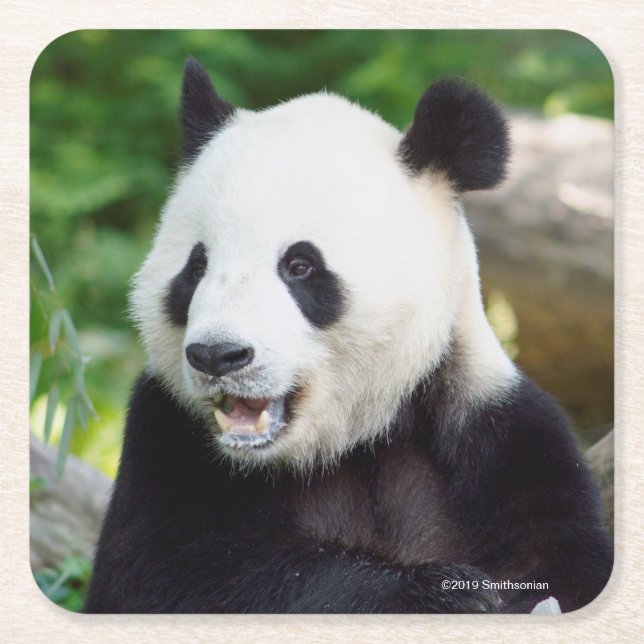 Giant Panda Eating Bamboo Square Paper Coaster (Front)