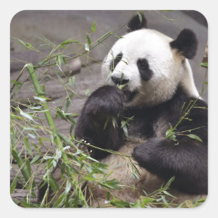 Giant panda eating bamboo square sticker