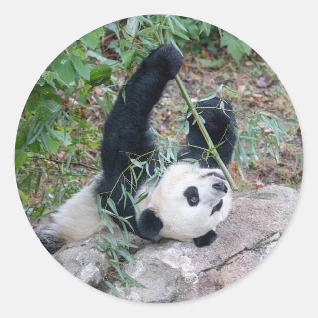 Giant Panda Eating Lunch Stickers (Front)