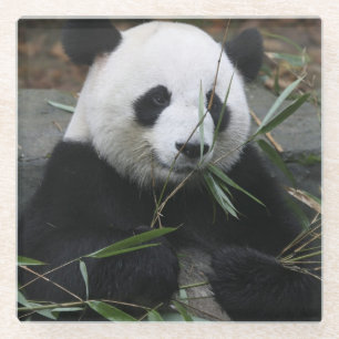 Giant panda glass coaster