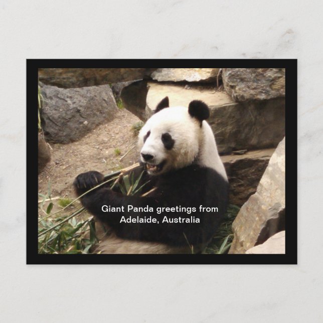 Giant panda greetings card (Front)