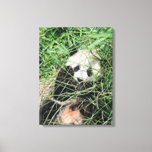Giant Panda Hiding In Grass Canvas Print