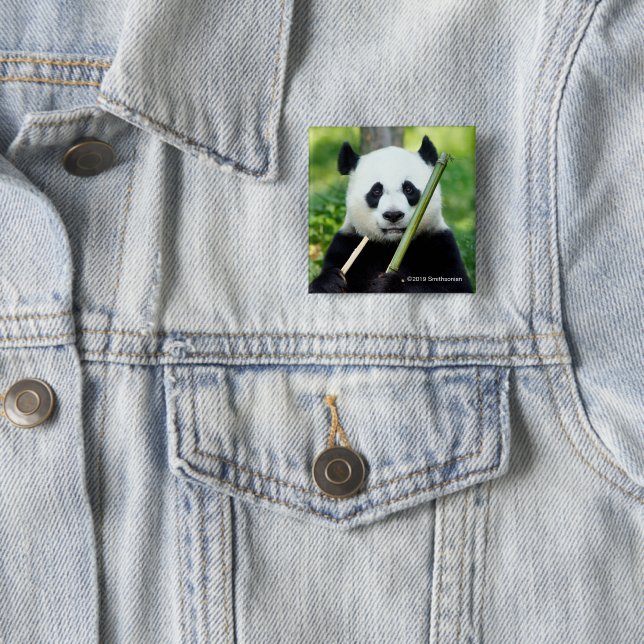 Giant Panda Holding Bamboo 15 Cm Square Badge (In Situ)