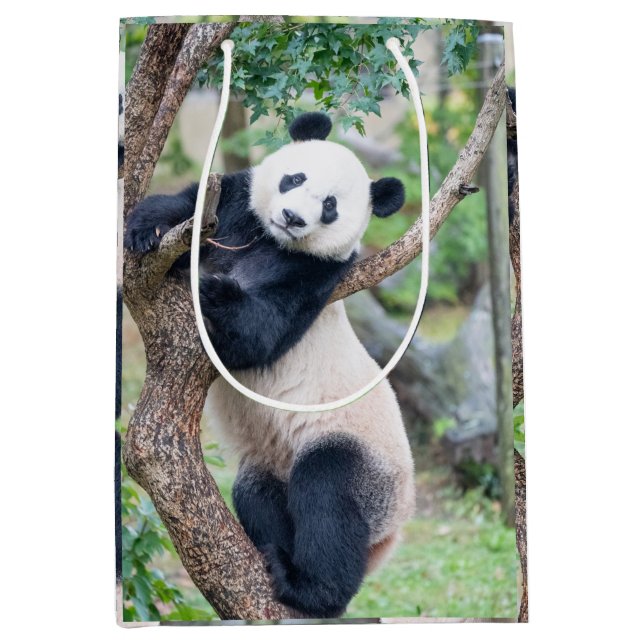 Giant Panda in a Tree Gift Bag (Front)