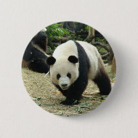 Giant panda in a wild animal zoo photography.