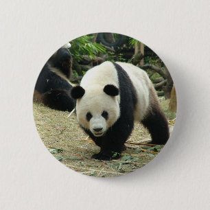 Giant panda in a wild animal zoo photography. 6 cm round badge