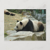 Giant panda in a wild animal zoo photography.