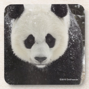 Giant Panda in Snow Coaster