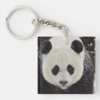 Giant Panda in Snow