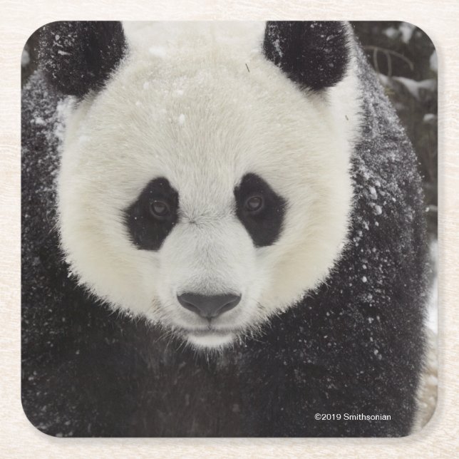 Giant Panda in Snow Square Paper Coaster (Front)