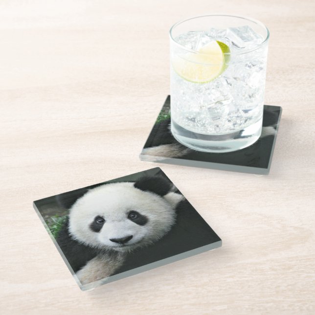 Giant Panda in Soft Green Grass Glass Coaster (Angled)
