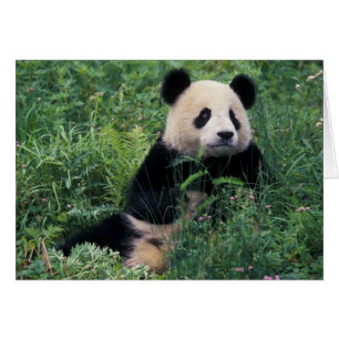 Giant panda in the grass, Wolong Valley, Sichuan